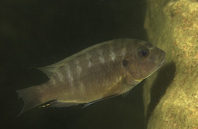 Petrotilapia tridentiger 'Boadzulu Island'